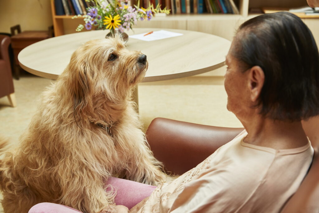 Hund, Tiere, tiergestützte Pflege