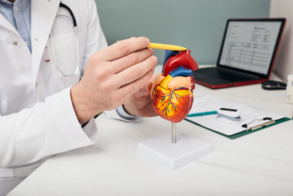 Arzt, der den Aufbau und die Anatomie des menschlichen Herzens anhand eines medizinischen Lehrmodells des Herzens zeigt, wobei er mit einem Stift auf die Aorta zeigt