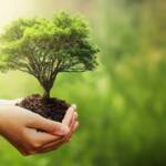 Eine Hand hält einen kleinen Baum vor einem verschwommenen grünen Naturhintergrund. Symbol für Umweltschutz, Nachhaltigkeit und den Earth Day.