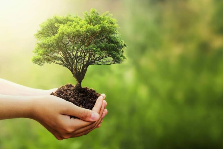 Eine Hand hält einen kleinen Baum vor einem verschwommenen grünen Naturhintergrund. Symbol für Umweltschutz, Nachhaltigkeit und den Earth Day.