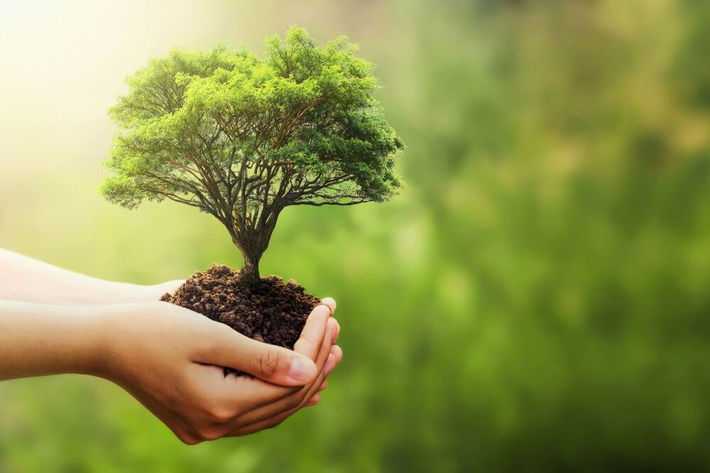 Eine Hand hält einen kleinen Baum vor einem verschwommenen grünen Naturhintergrund. Symbol für Umweltschutz, Nachhaltigkeit und den Earth Day.